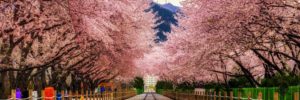 sakura